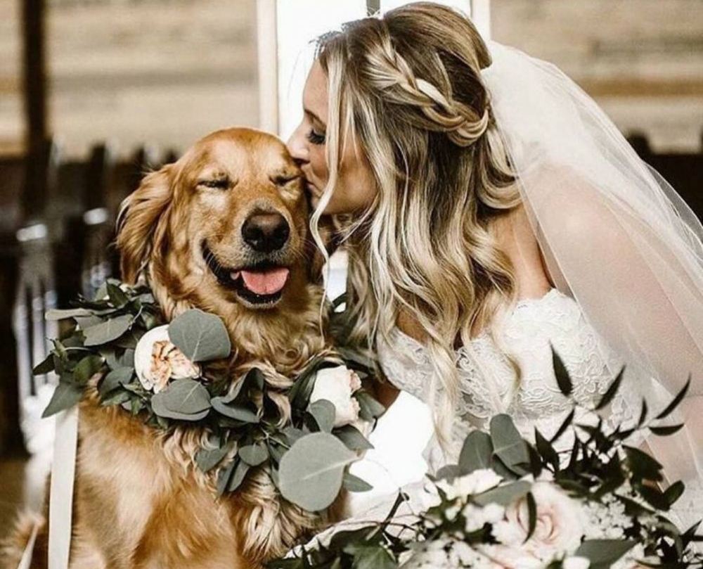 Dog wedding photo
